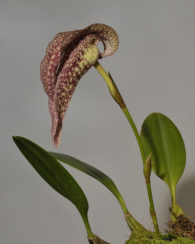 Bulbophyllum Fritillariflorum