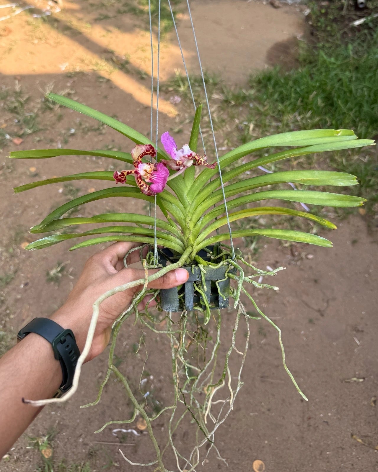 Papilionanda Paksorn Fragrance (Papilionanda Mimi Palmer x Vanda Insignis)