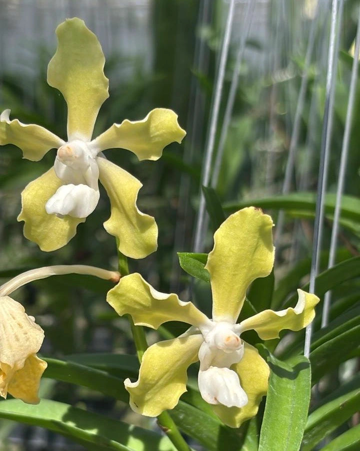 Vanda Tessellata Alba