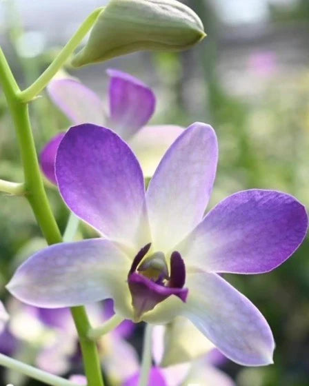 Dendrobium AreeDang blue (Seedlings)