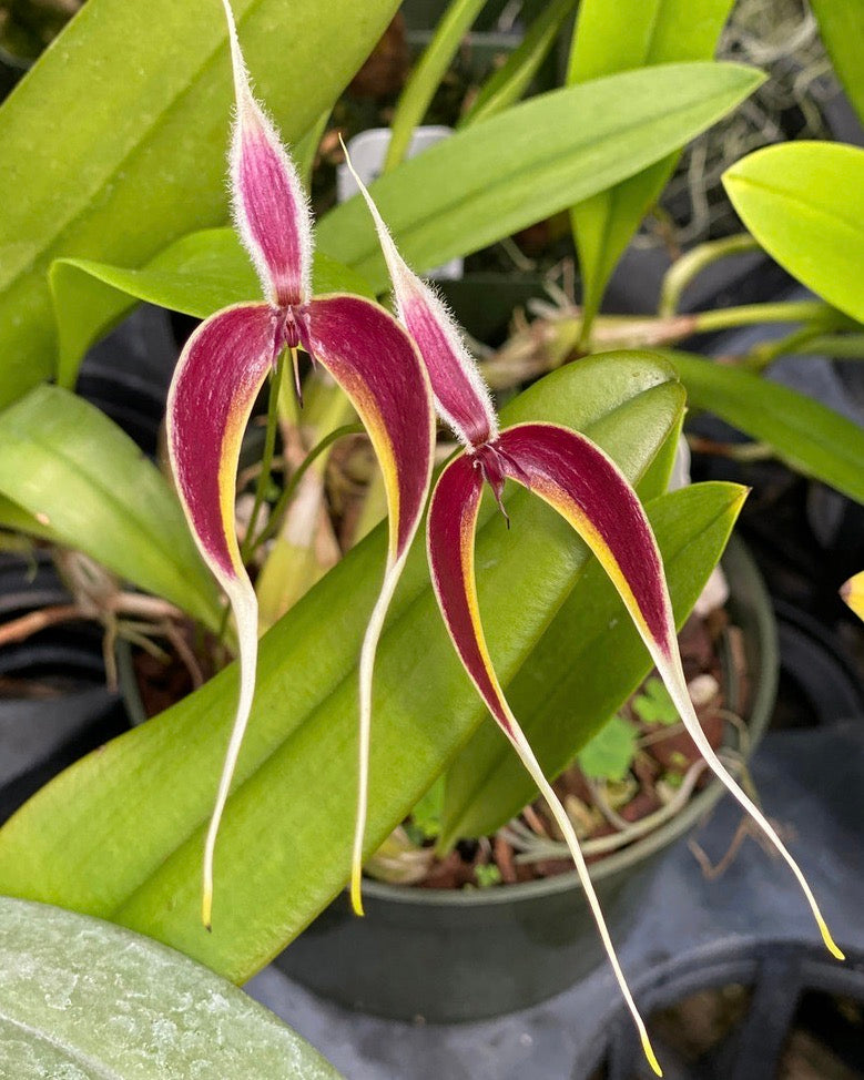 Bulbophyllum Masdevalliaceum