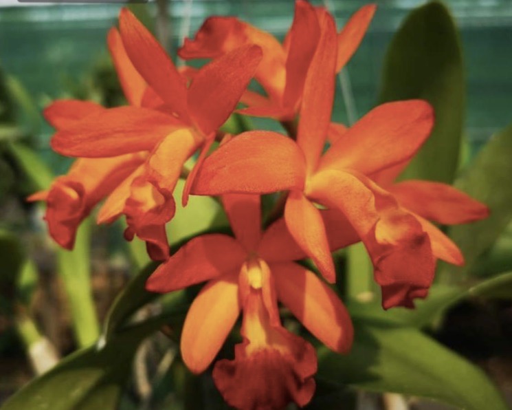 Cattleya Cherokee Fire