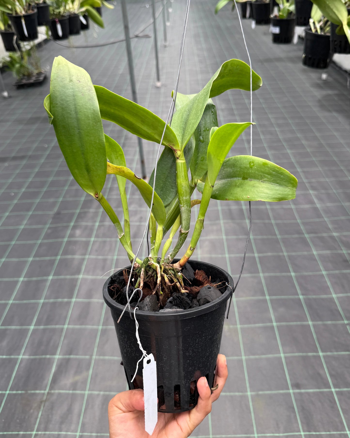 cattleya chomyong beauty #1