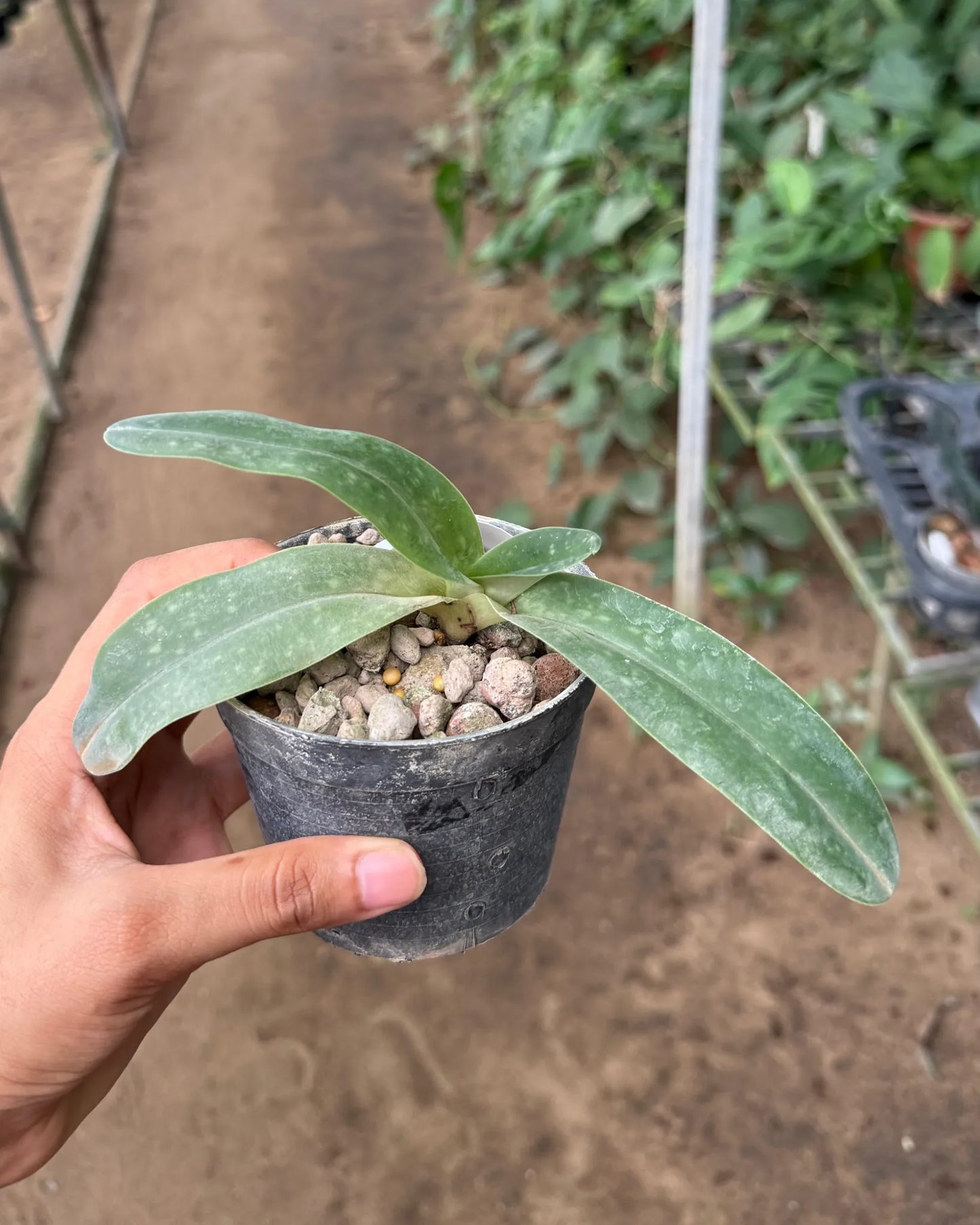 Paphiopedilum Dr Jack