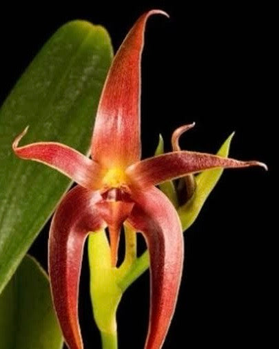 Bulbophyllum Echinolabium x Fascinator Semi
