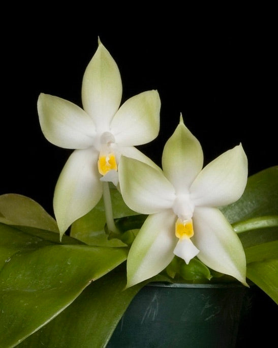 Phal. Violacea var. Alba