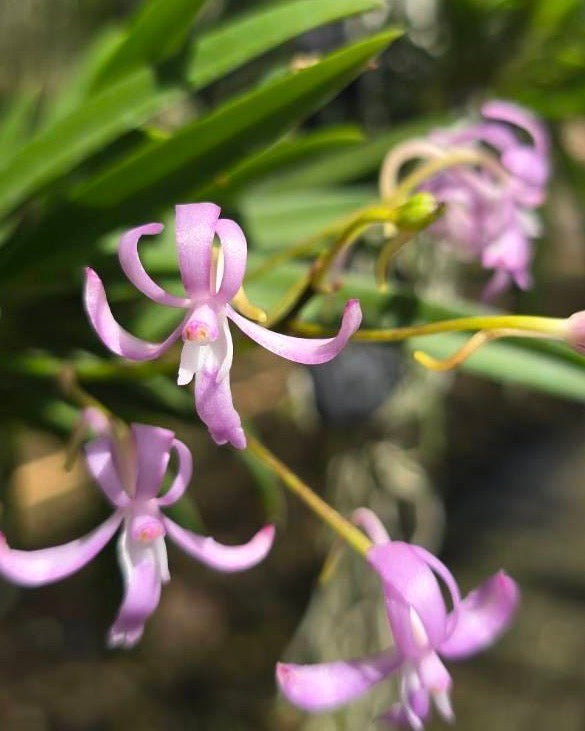 Vanda Falcata Koto