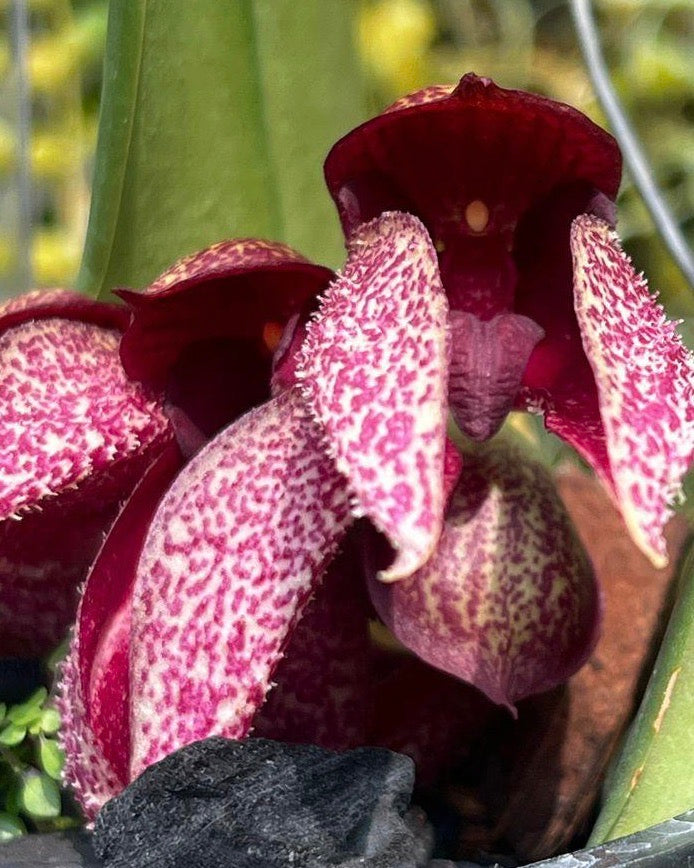 Bulbophyllum Frostii x Phalaenopsis