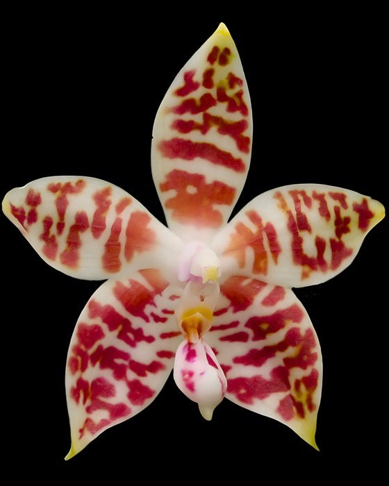 Phal. Gigantea x Amboinensis