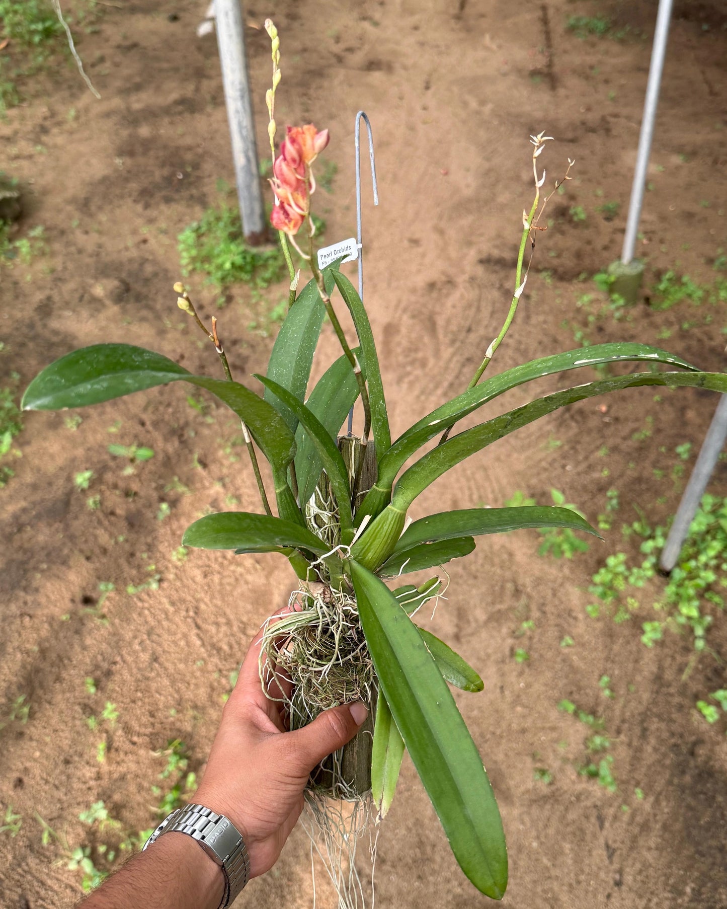 Oncidium Howeara Lava Burst