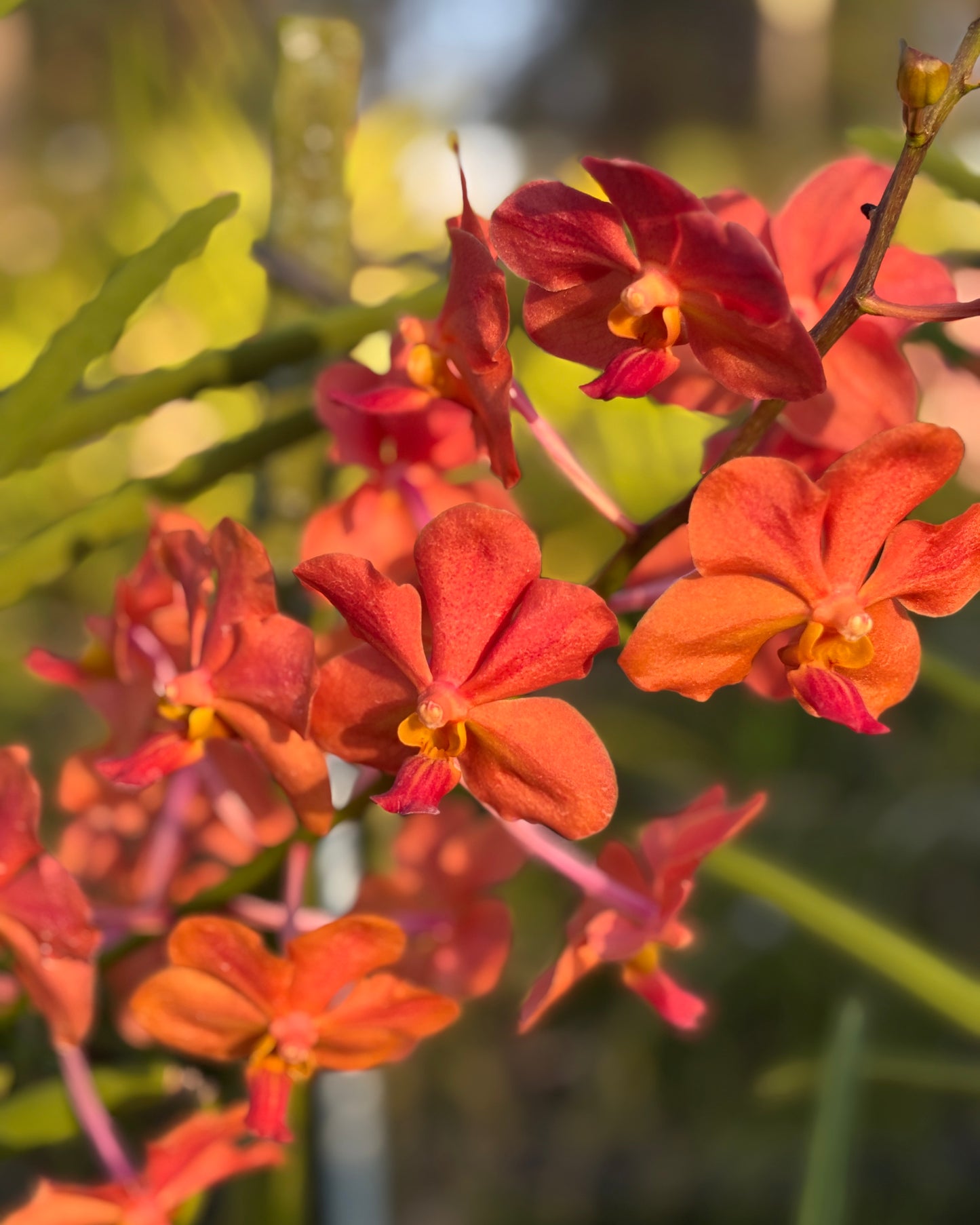mokara velthius orange
