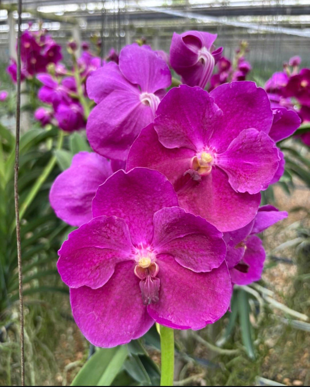 Vanda Mimi Palmer x Dr.Anek