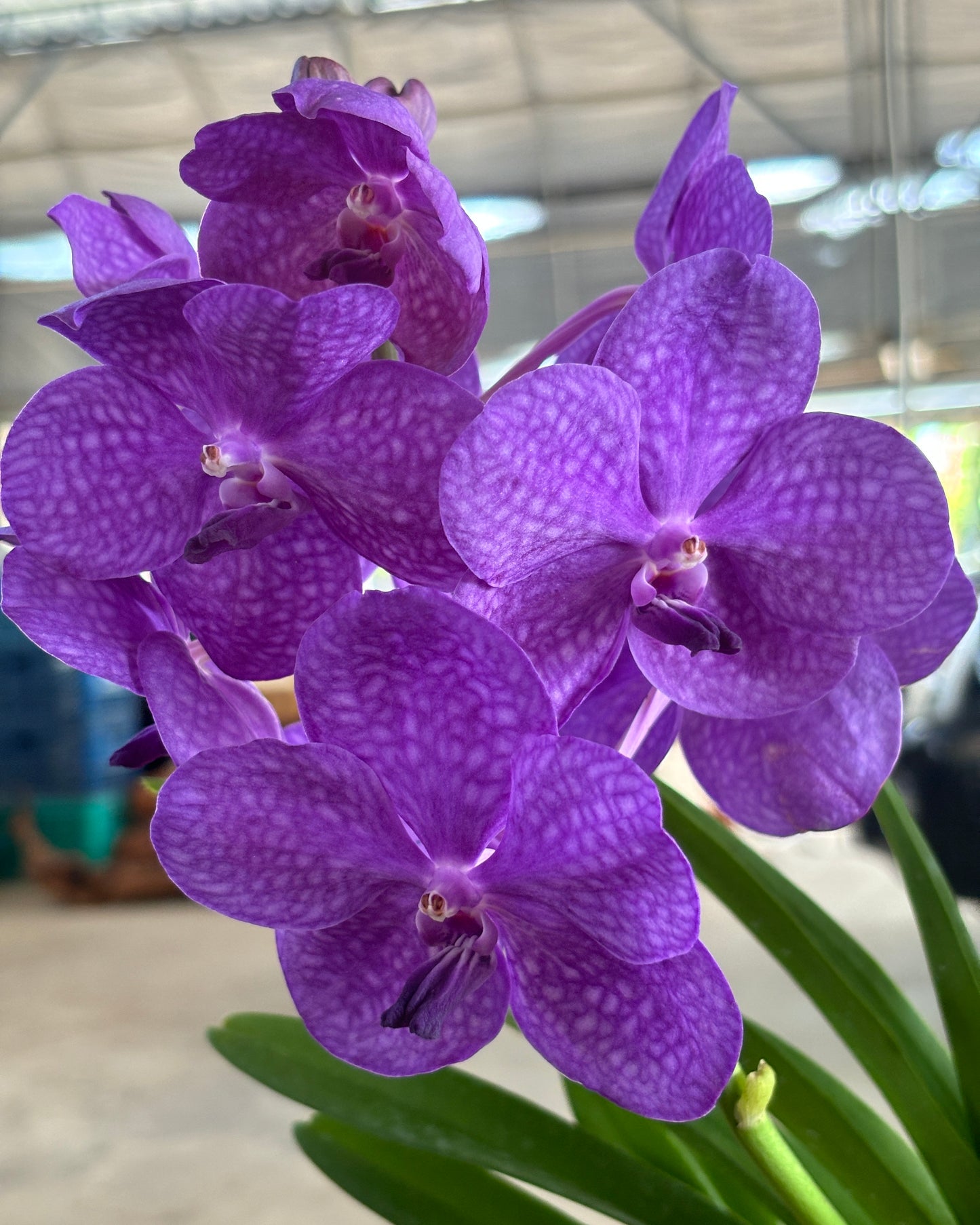 Vanda Mikasa Blue