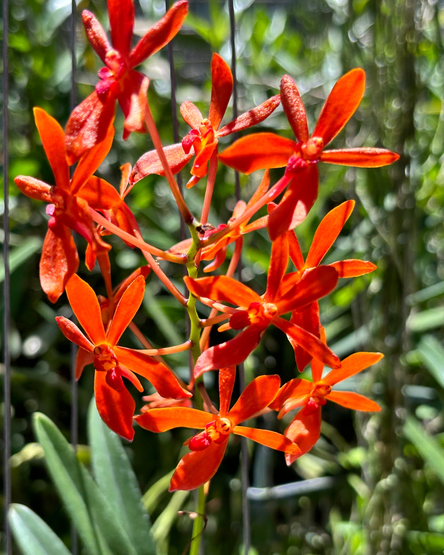 Renanthera Philippines x Vanda Falcata