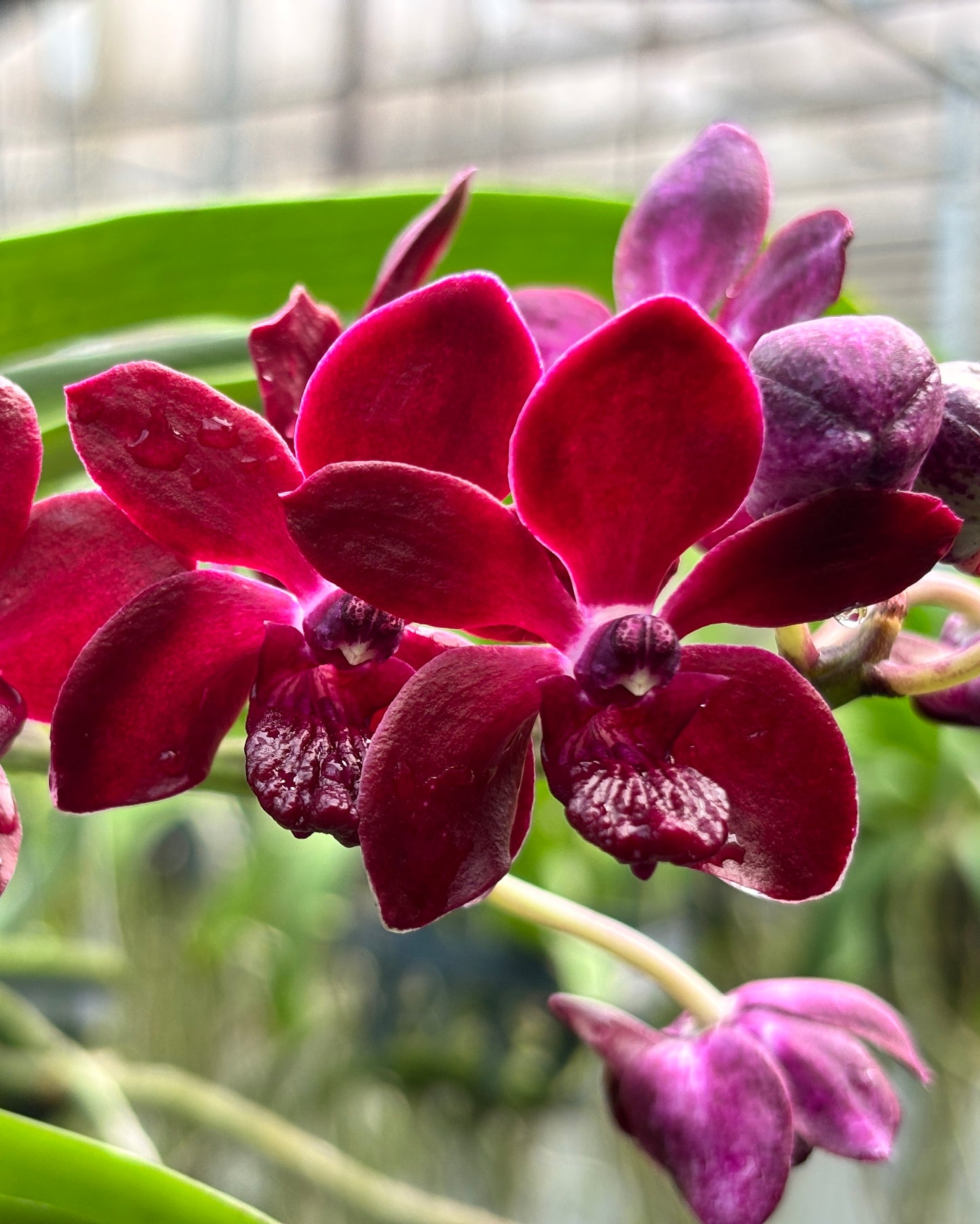 Vandachostylis SriSiam