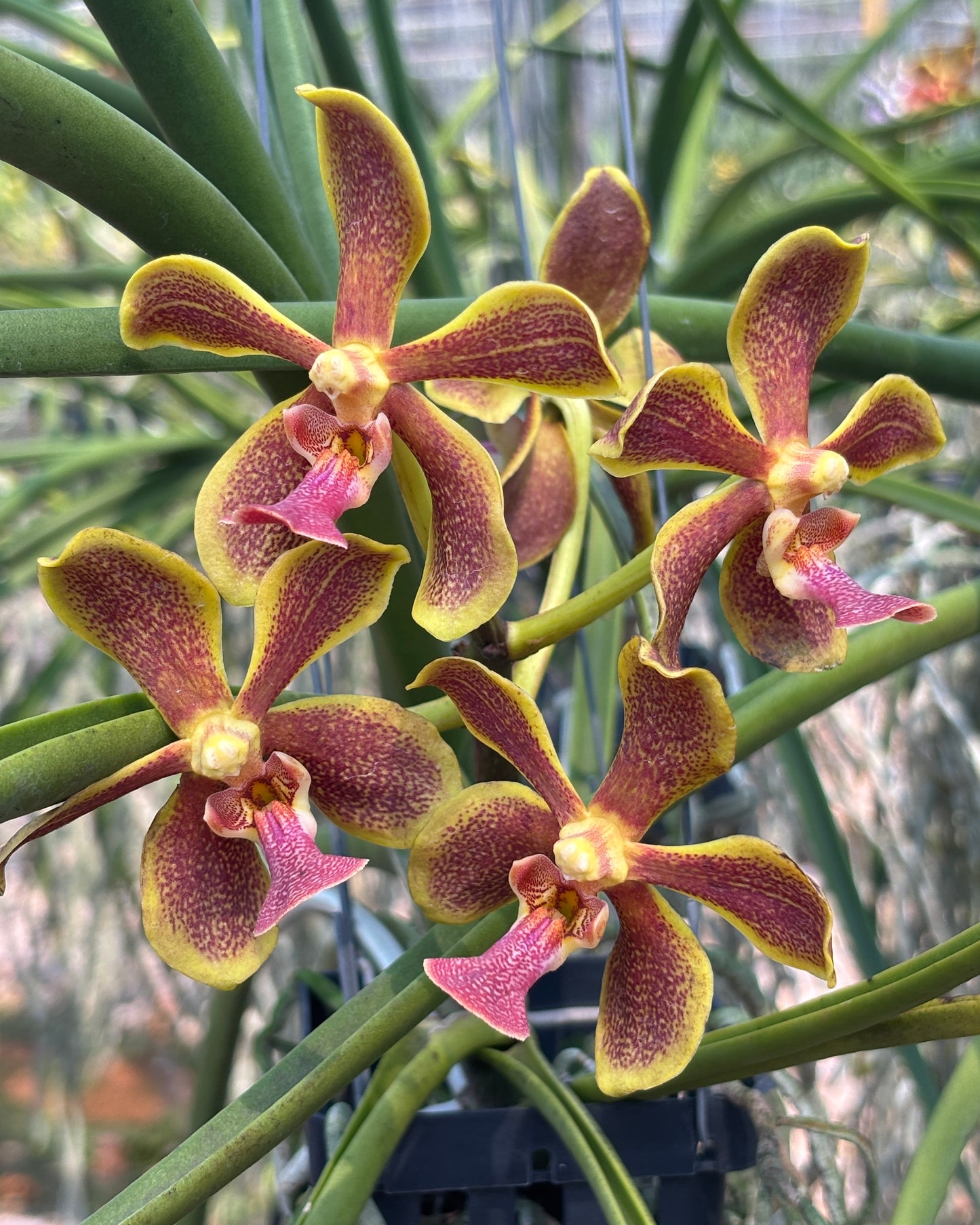 Paravanda Jairak Hickory (Paraphal. Labukensis x V. Memoria Thianchai