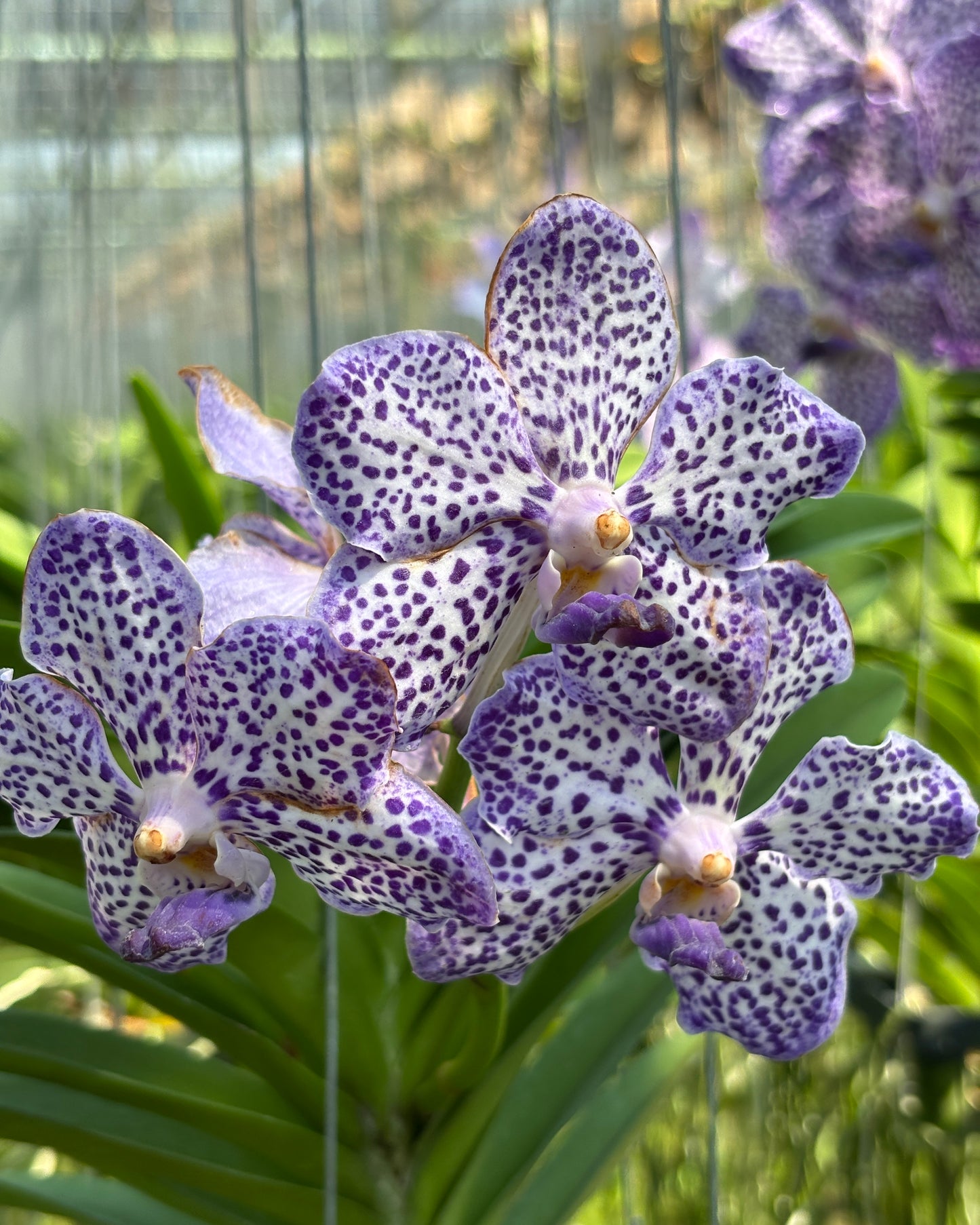 Papilionanda Sopita Blue #1