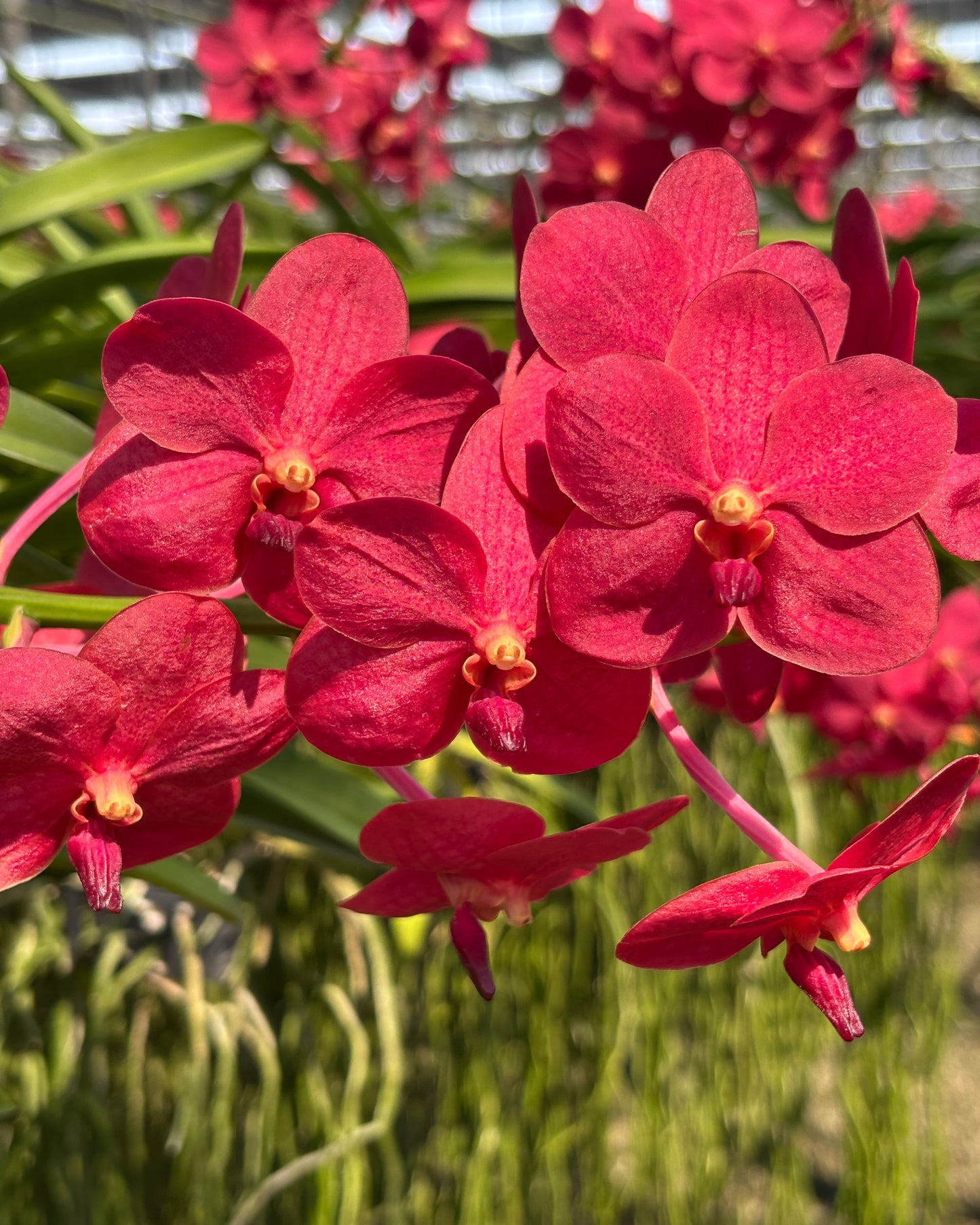 Vanda Yip Sum Wah x Fuch's Delight