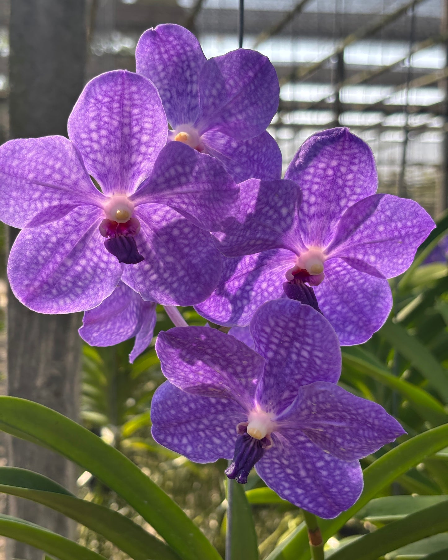 Vanda Pachara Light Blue