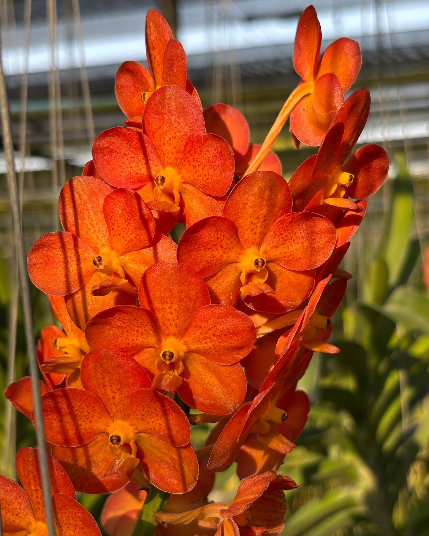 Vanda Prapawan x Bangkhutien