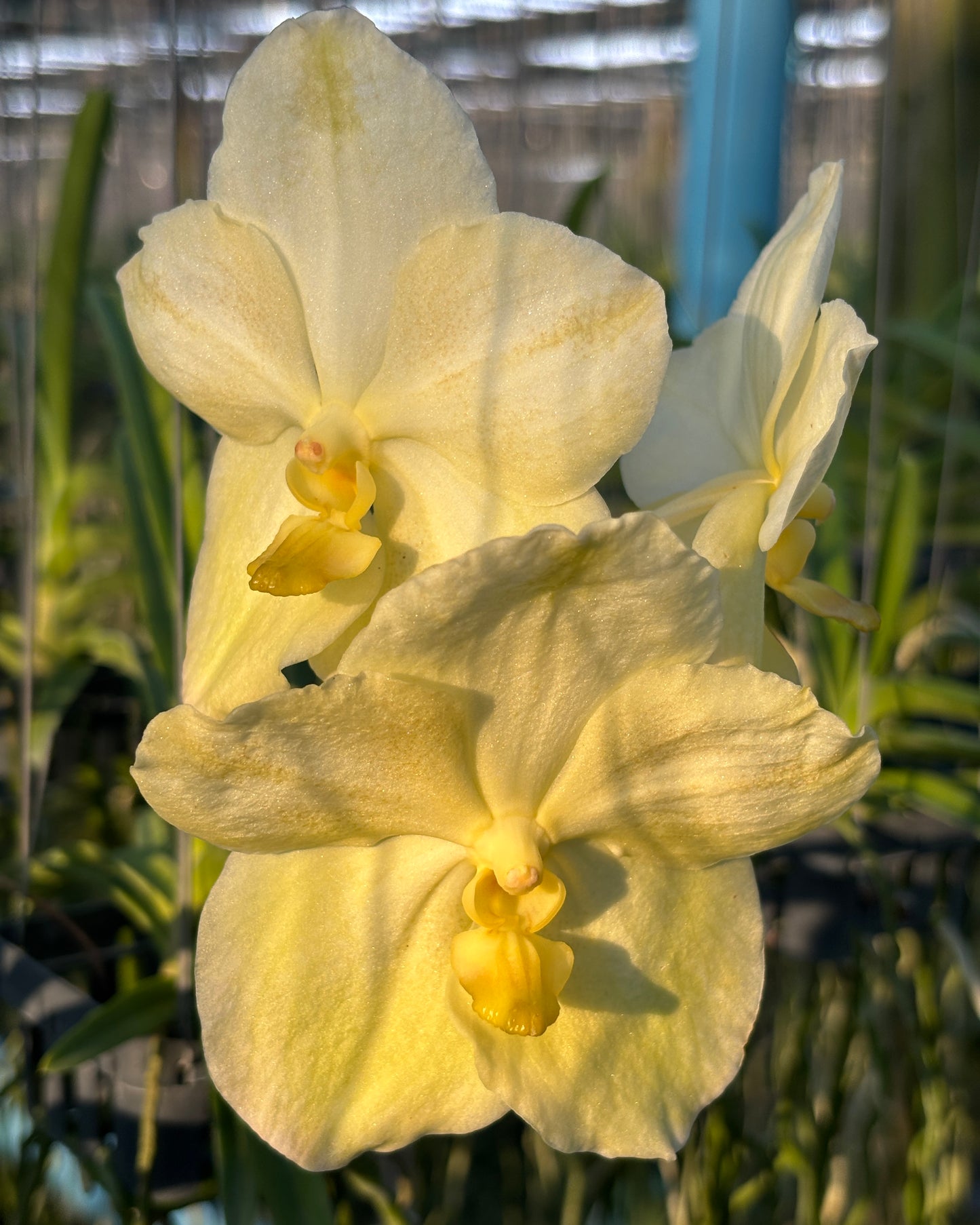 Vanda Prapathon Gold x Thai spot