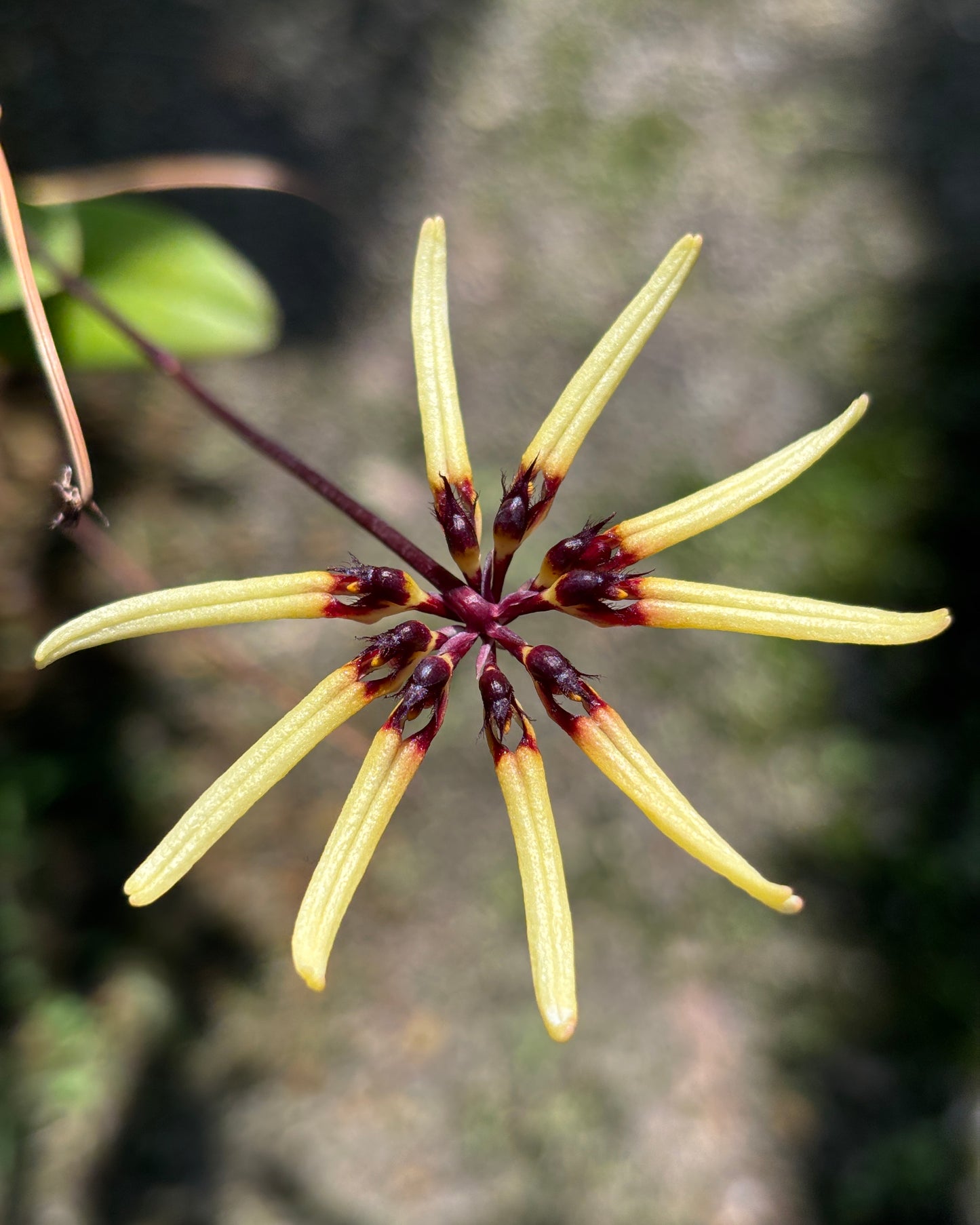 Bulbophyllum Brienianum