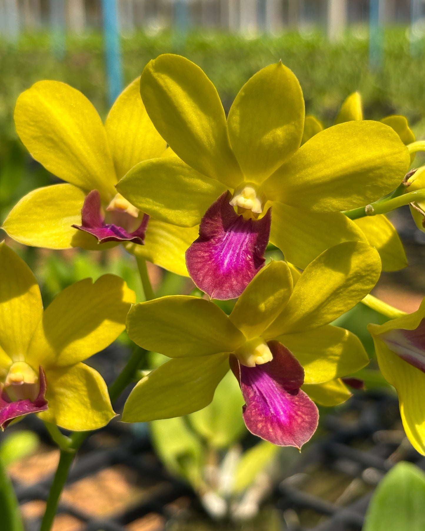 Dendrobium K-161