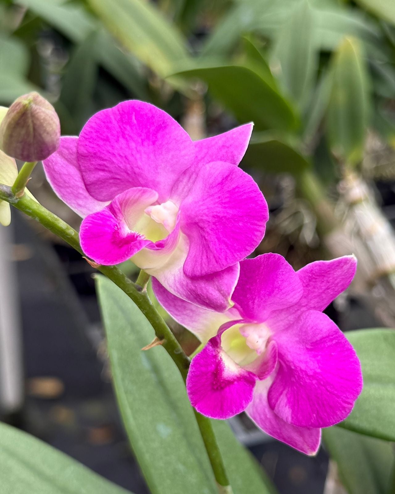 Dendrobium K 3227
