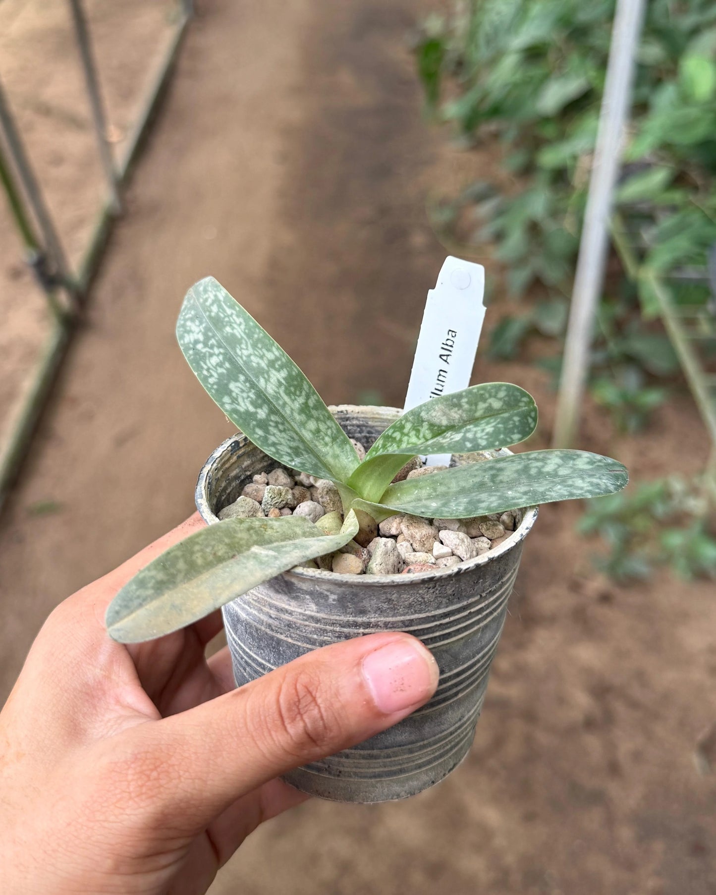 Paphiopedilum Leucochilum Alba