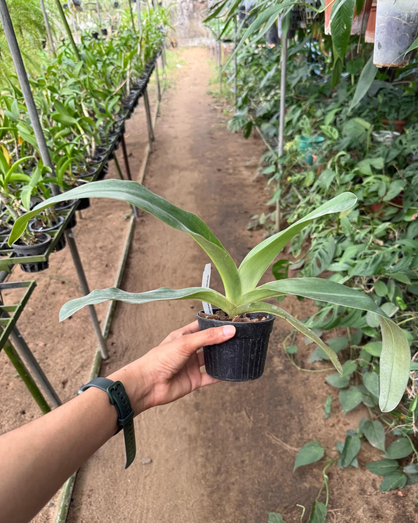 Paphiopedilum Liemianum x Gigantifolium