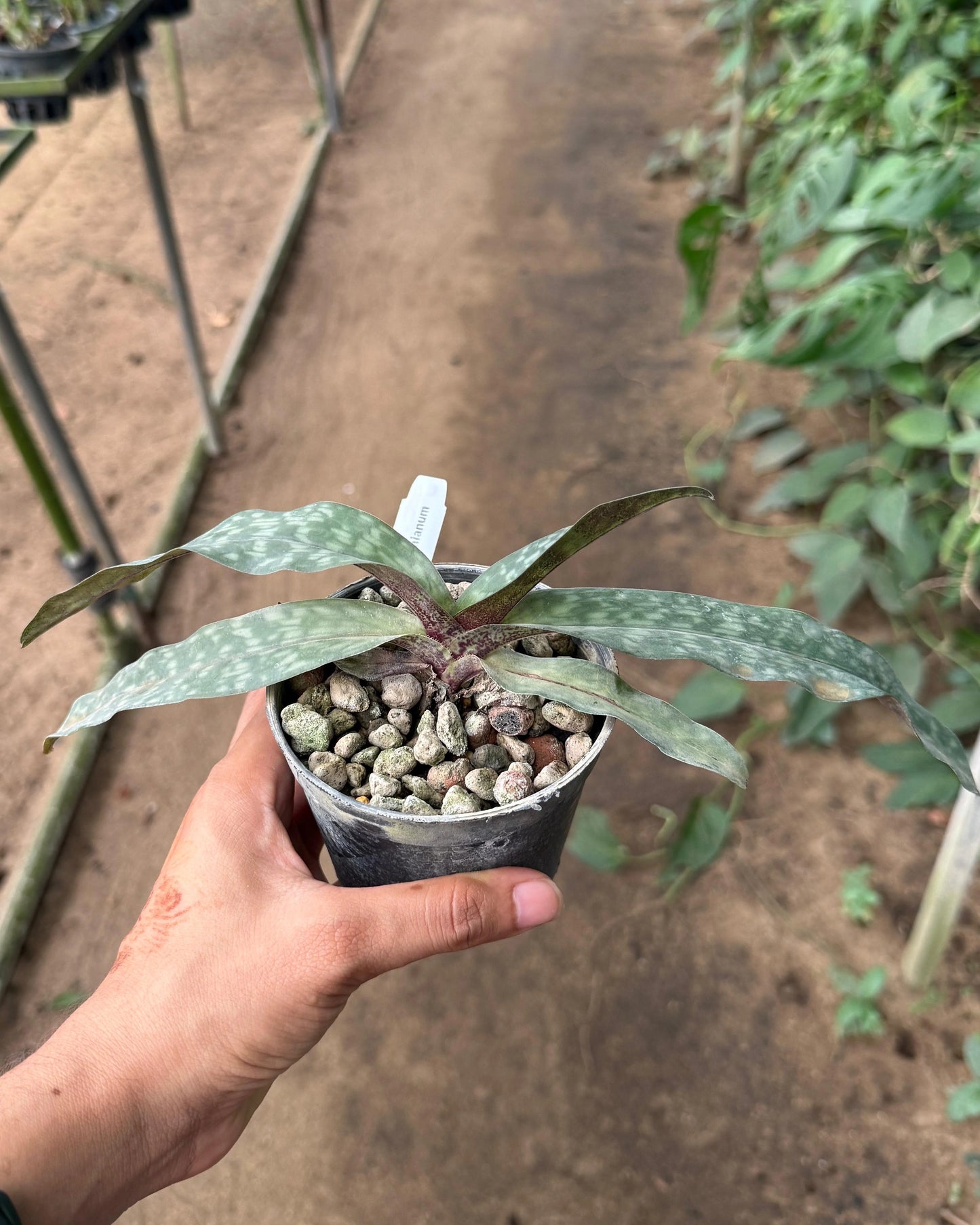 Paphiopedilum Niveum x Liemianum