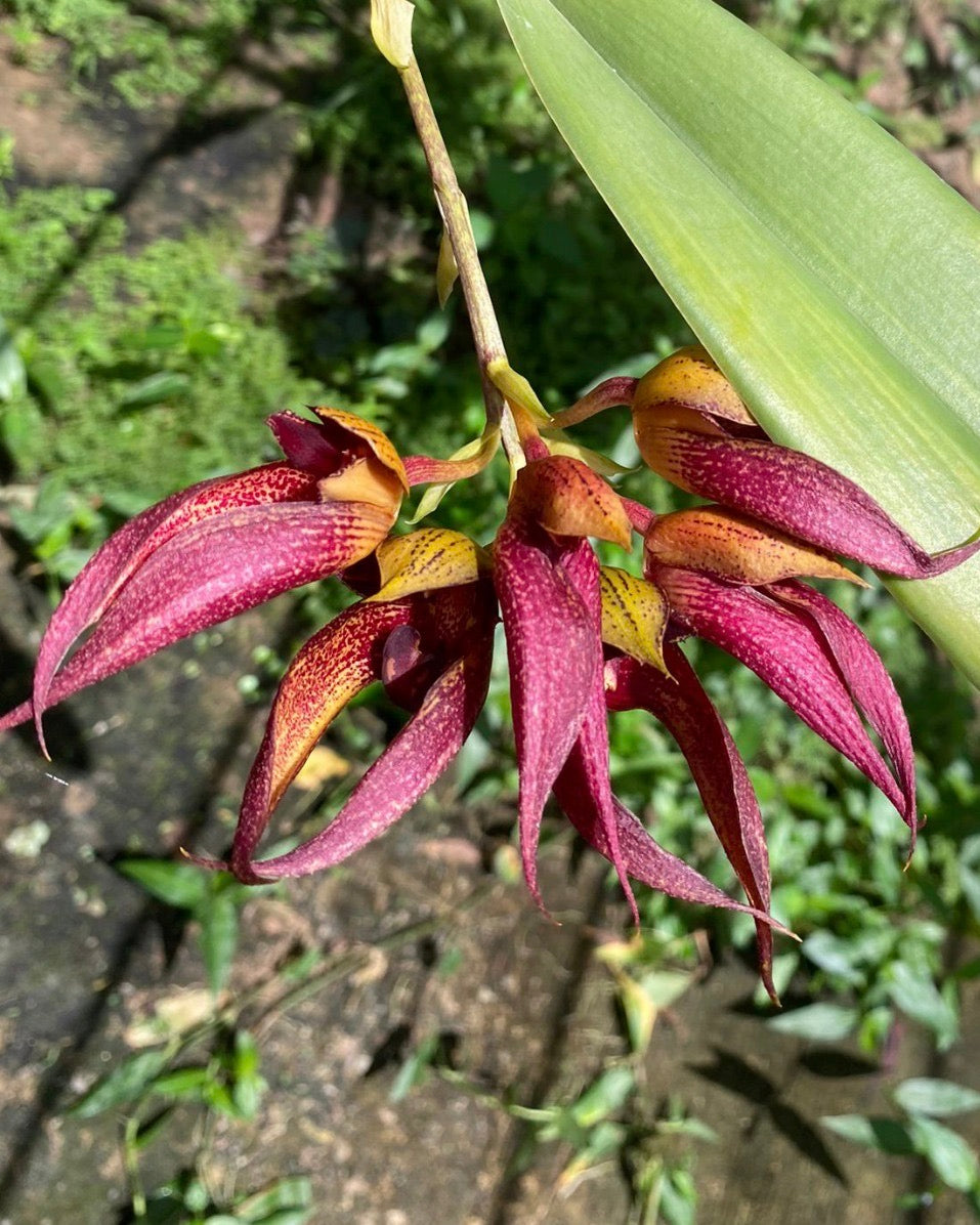 Bulbophyllum Orthosepalum x Phalaenopsis