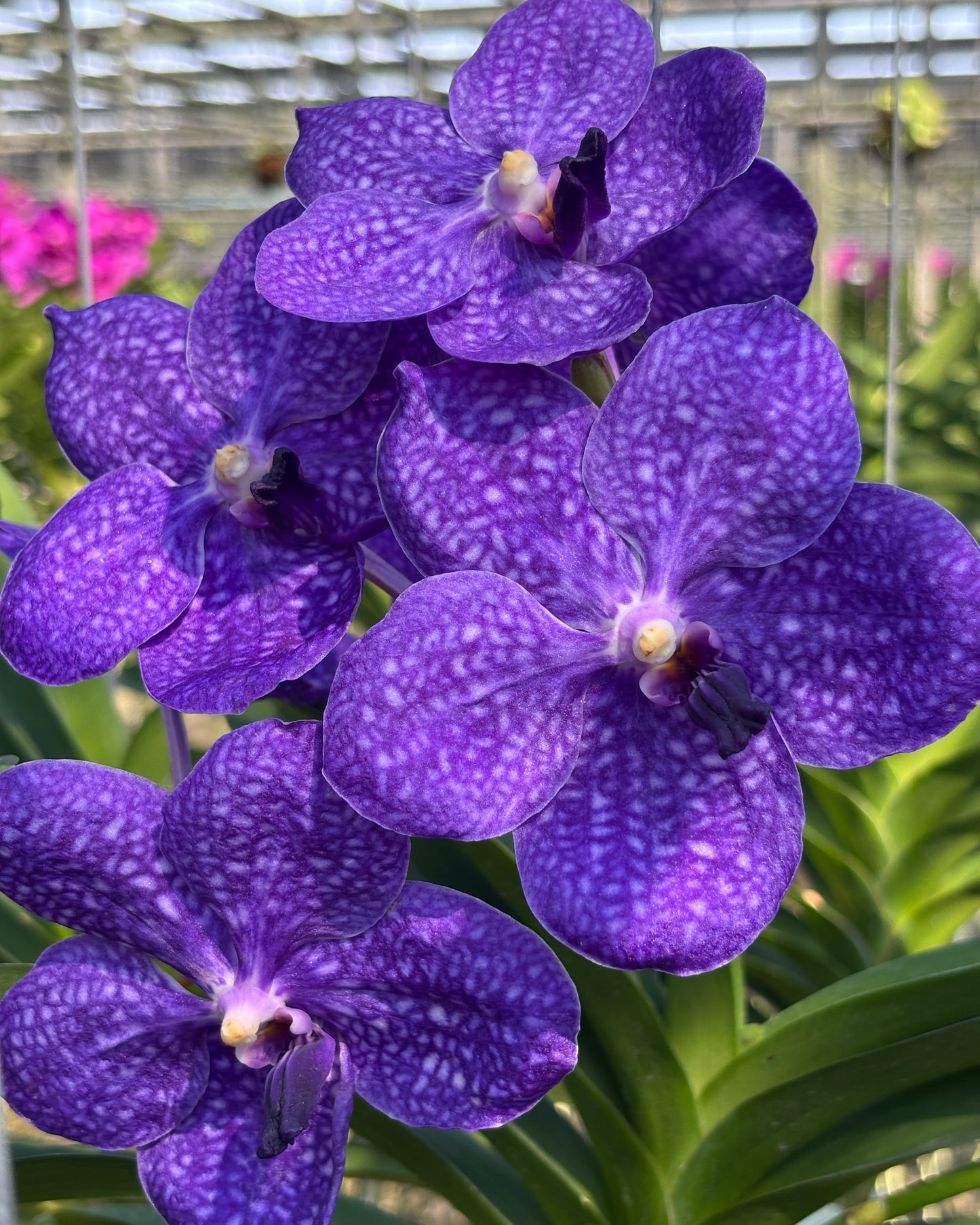 Vanda Pachara Blue