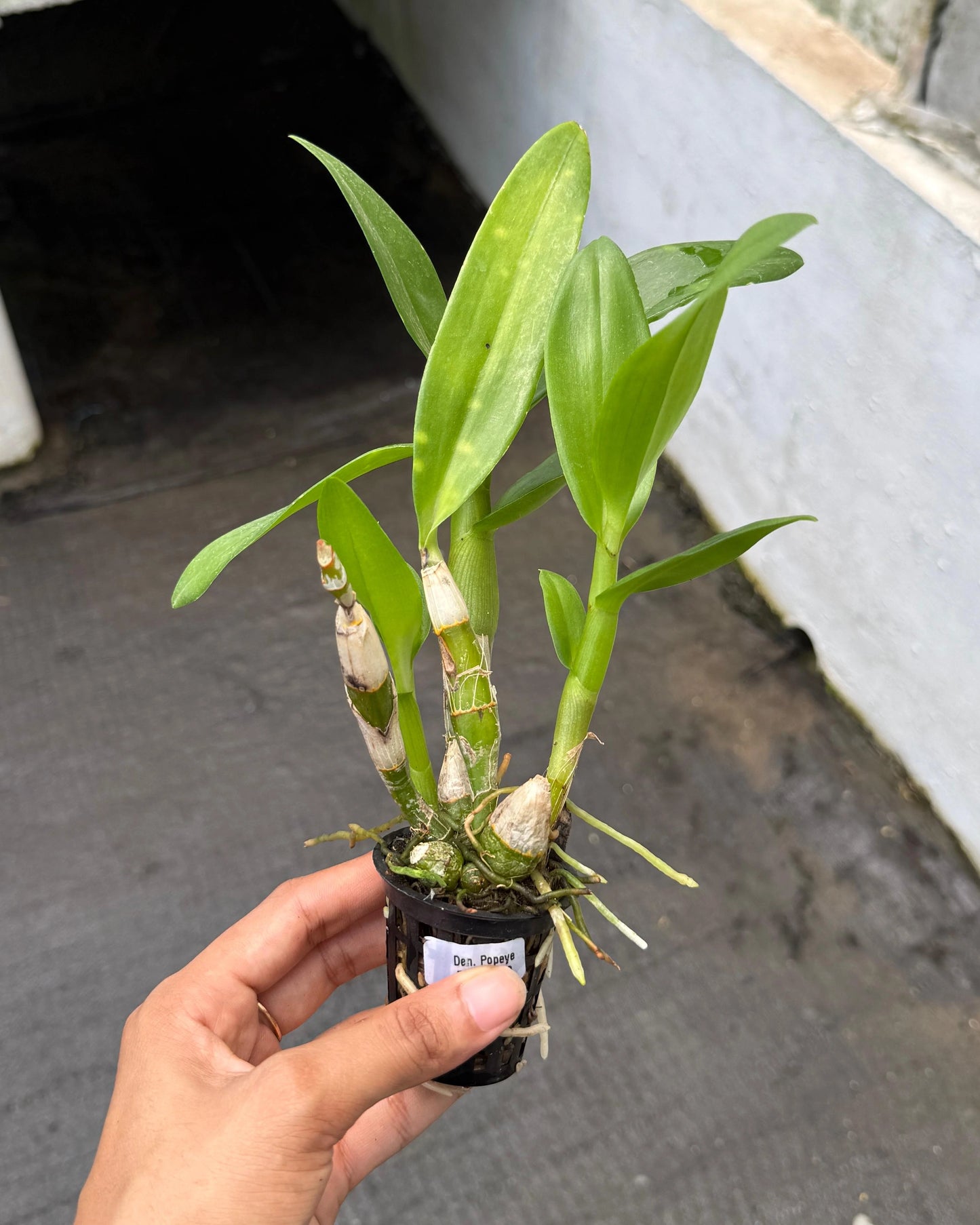Dendrobium Popeye