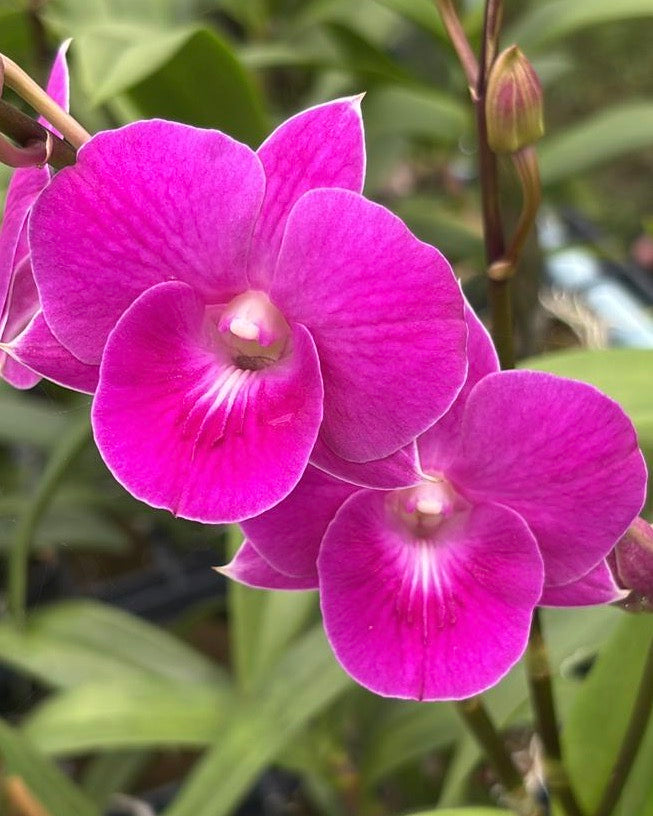 Dendrobium Purple Dot potted