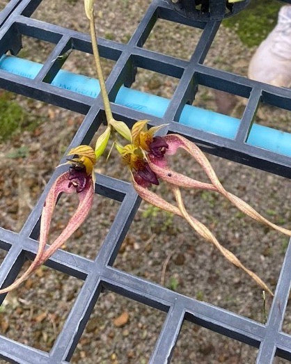 Bulbophyllum Putidum x Graveolens