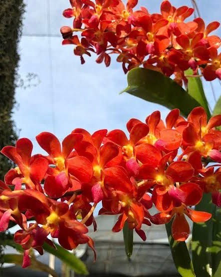 Renanthera Storei x Bangkok Sunset
