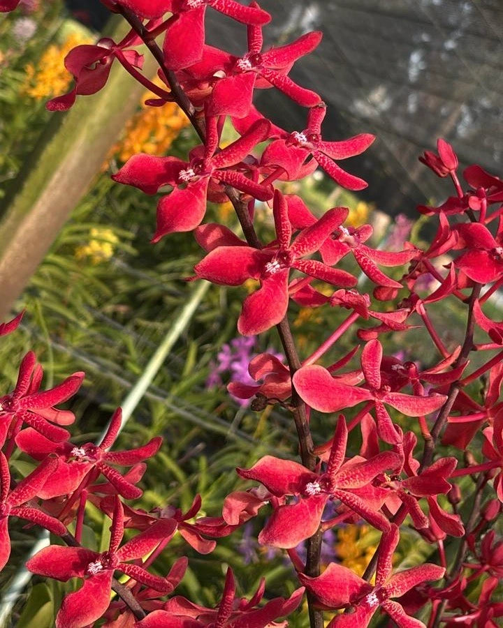 Renanthera Bangkok Beauty