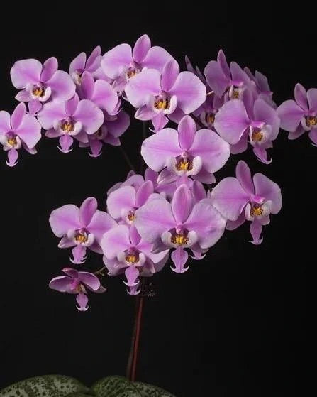 Phal. Schilleriana