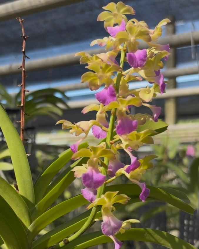 Vanda Thai Noi