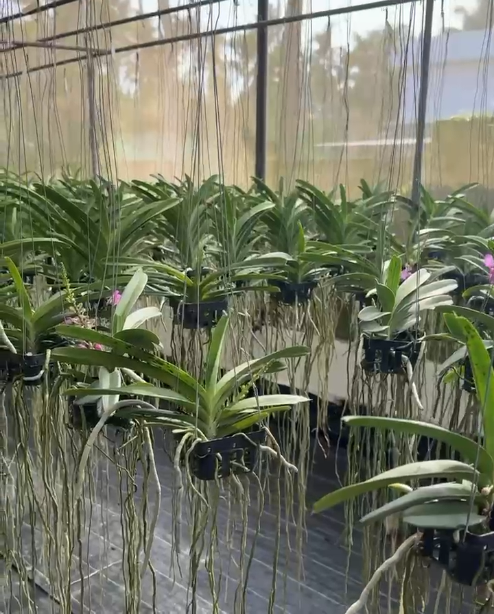 Vanda Lilac Blossom