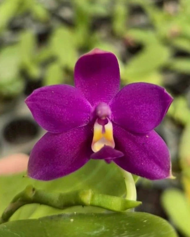 Phal. Violacea Indigo Red