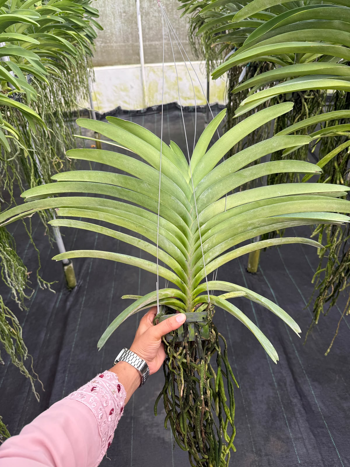 Vanda Violet Point (V.Somsri Blue Classic x V.Pine River) monster size