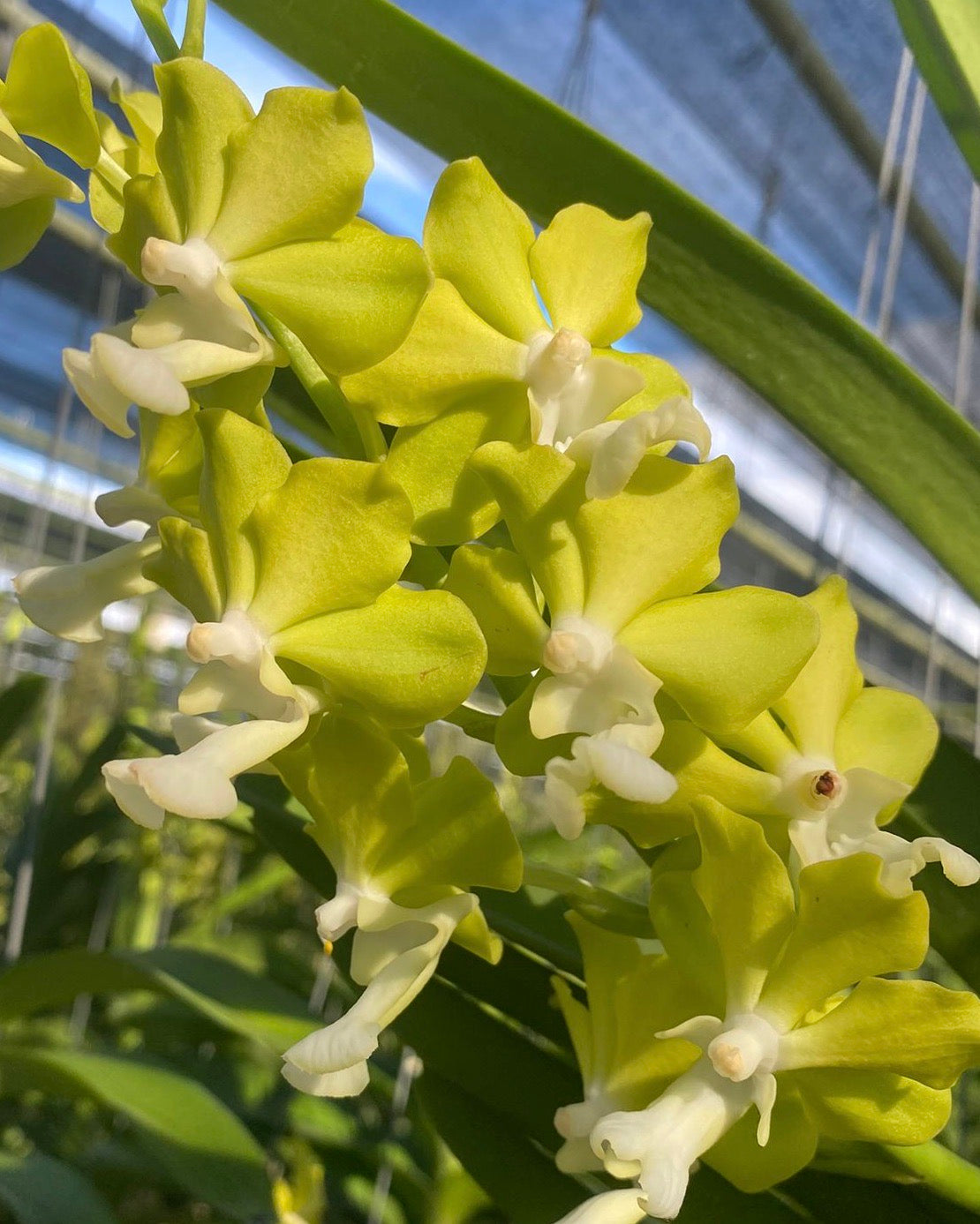 Vandachostylis Jairak Aromatic (Vanda Jairak Thai Green x Vanda Aromatic)
