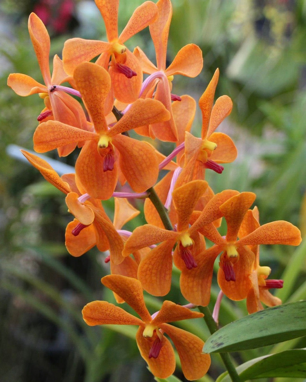 Mokara Omyai Orange