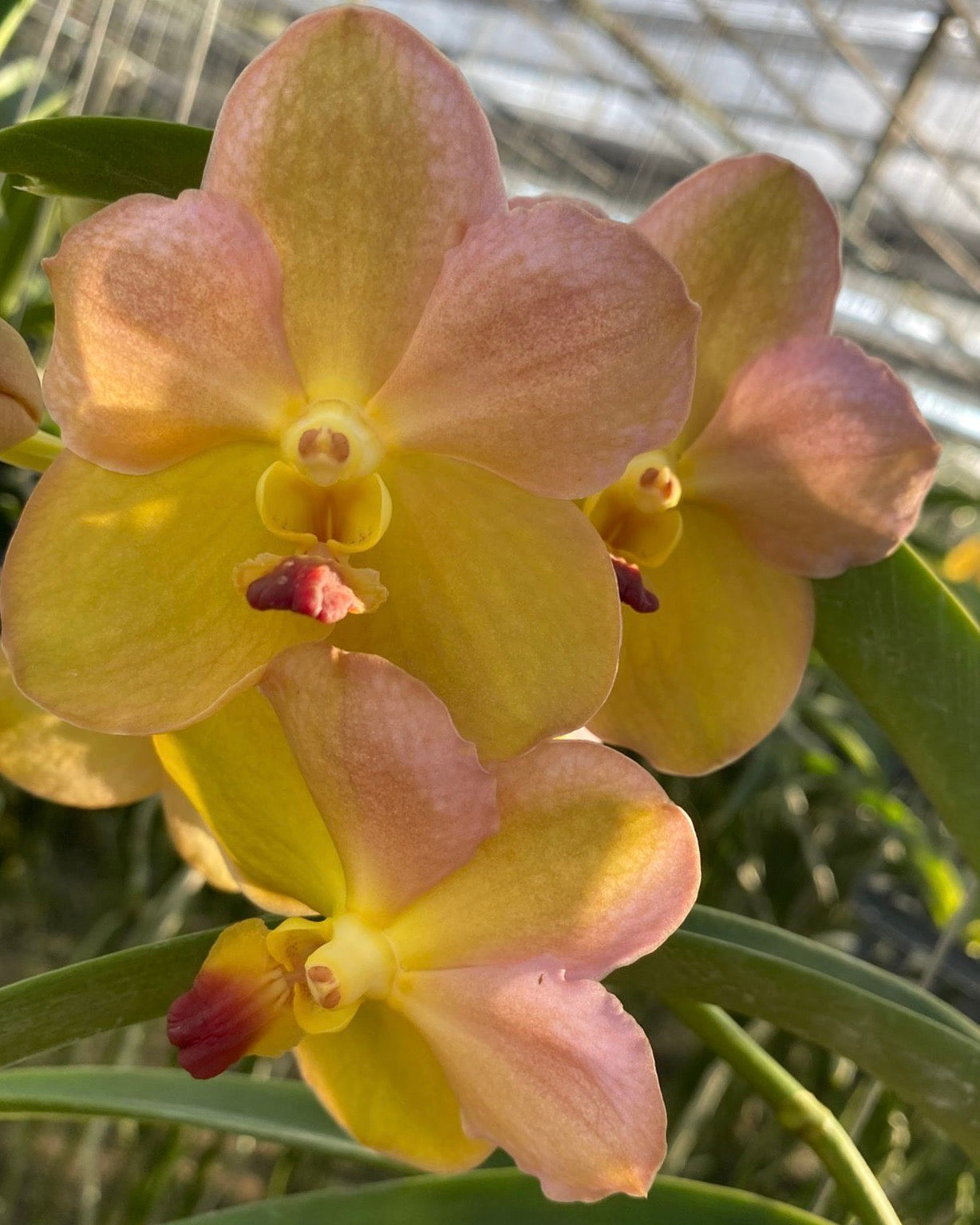 Vanda Dontum Lucinda