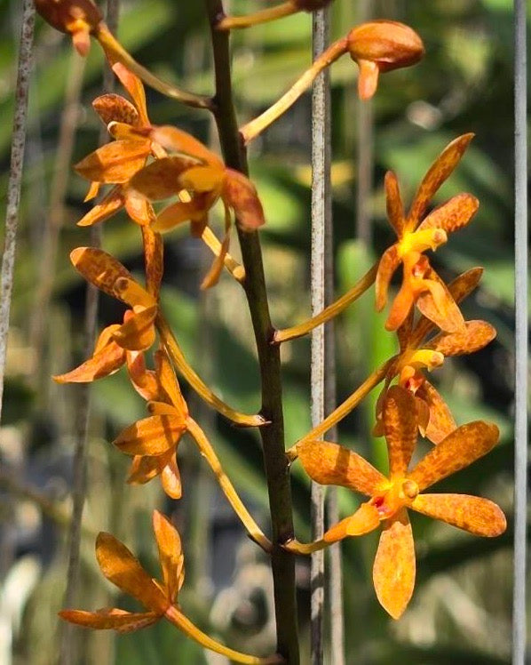Staurochilus Gibbosicalcar × Ascocentrum Miniatum