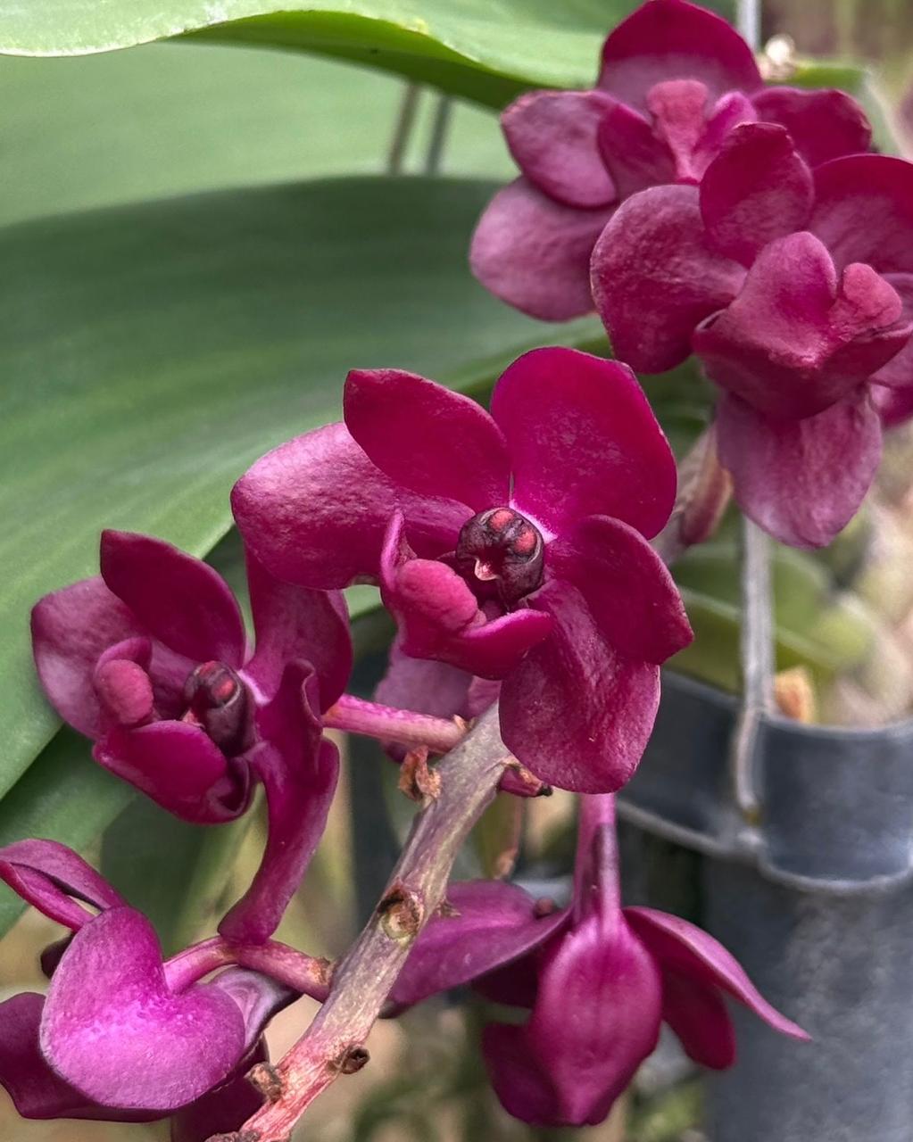 Rhyncostylis Gigantea Red