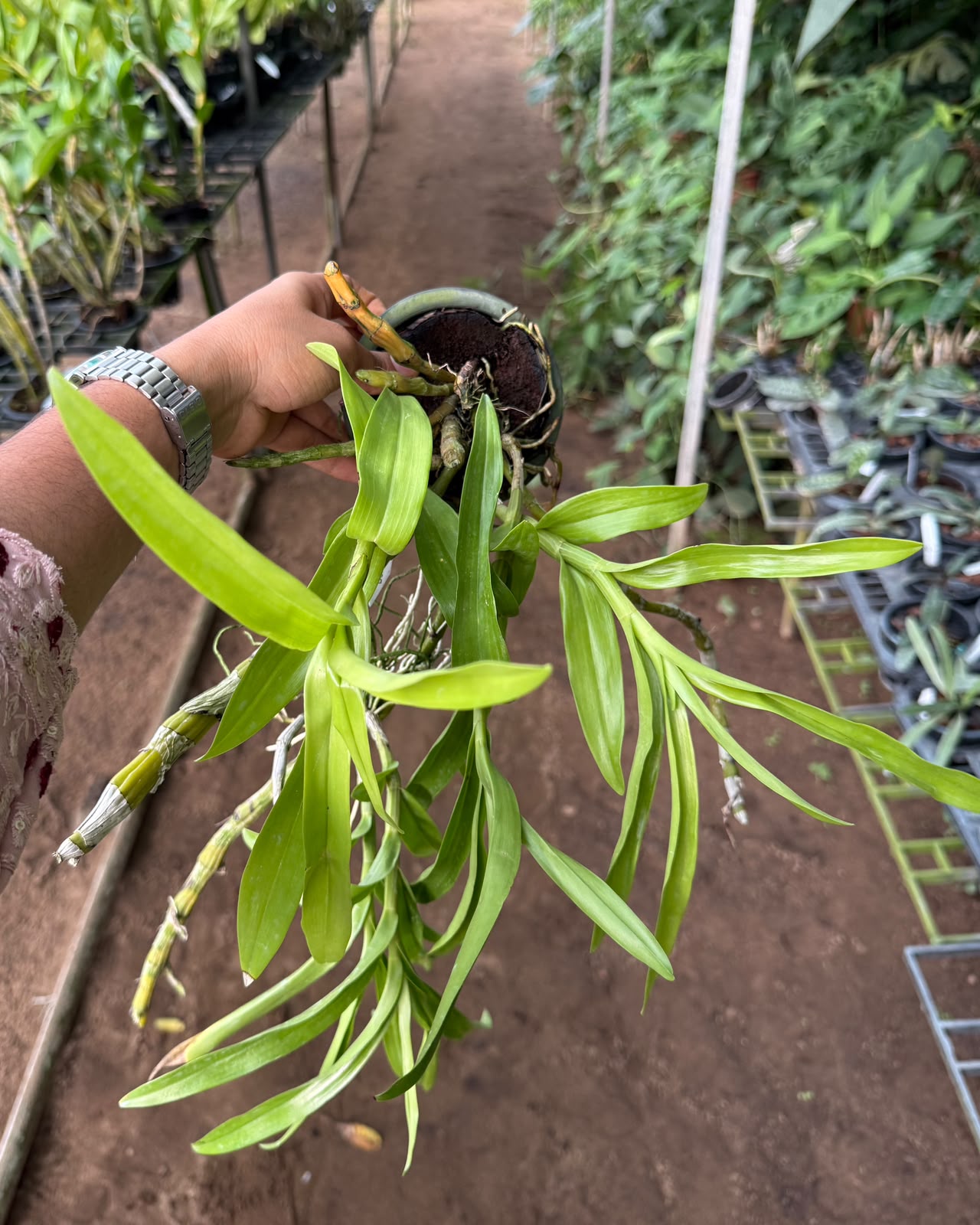 Dendrobium Albosanguineum