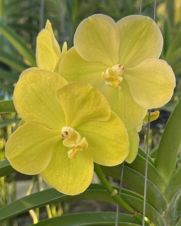 Vanda Boonmak Gold